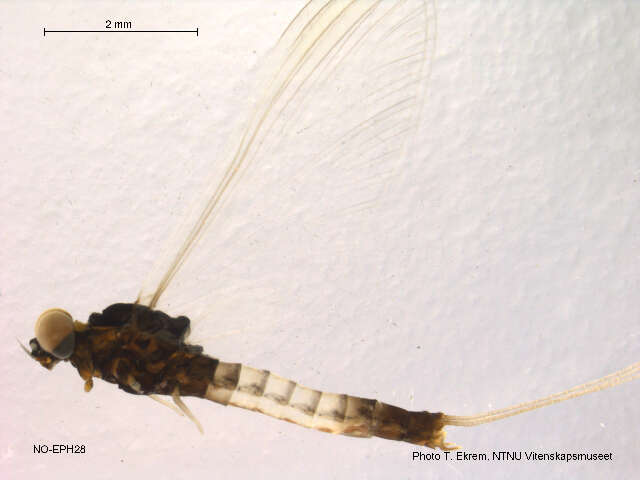 Image de Paraleptophlebia strandii (Eaton 1901)