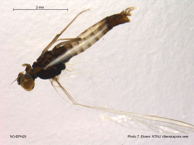 Image de Paraleptophlebia strandii (Eaton 1901)