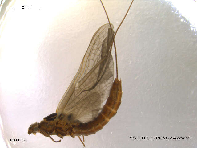 Image de Leptophlebia marginata (Linnaeus 1767)