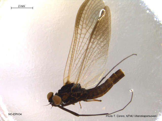 Image de Leptophlebia marginata (Linnaeus 1767)