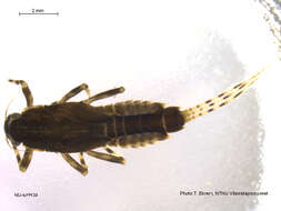 Image of Ephemerella aurivillii (Bengtsson 1909)