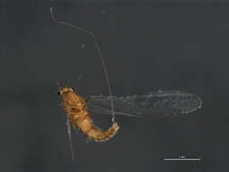 صورة Acentrella parvula (McDunnough 1932)