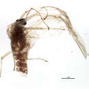 Image of Eurylophella macdunnoughi Funk 1994