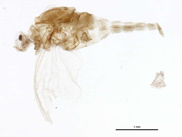 صورة Acentrella parvula (McDunnough 1932)