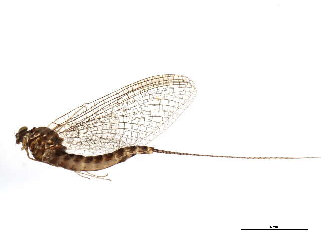 Image of Siphlonurus rapidus McDunnough 1924