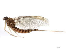 Image of Siphlonurus rapidus McDunnough 1924