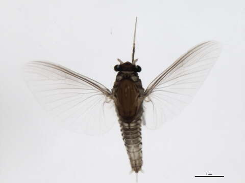 Image de Caenis punctata McDunnough 1931