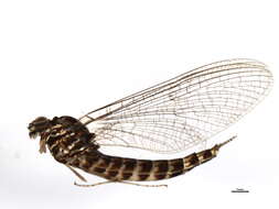 Image of Siphlonurus quebecensis (Provancher 1878)