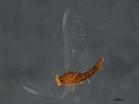 Image of Eurylophella bicolor (Clemens 1913)