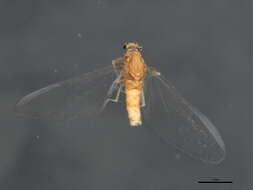 صورة Acentrella parvula (McDunnough 1932)