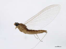 Nixe rusticalis (McDunnough 1931) resmi