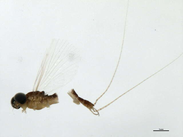 Nixe rusticalis (McDunnough 1931) resmi