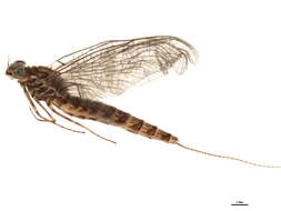 Image of Siphlonurus