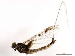 Image of Siphloplecton basale