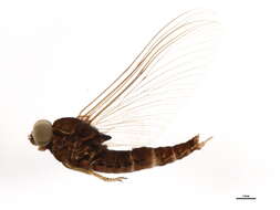 Слика од Baetiscidae