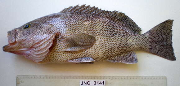 Epinephelus chlorostigma (Valenciennes 1828) resmi