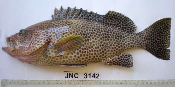 Image of Brown-spotted Grouper