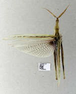 Image of slant-faced grasshopper