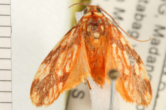Image of tropical burnet moths