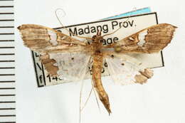 Image of Moth