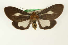 Image de Asota heliconia Linnaeus 1758