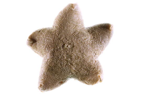 Image of Pteraster