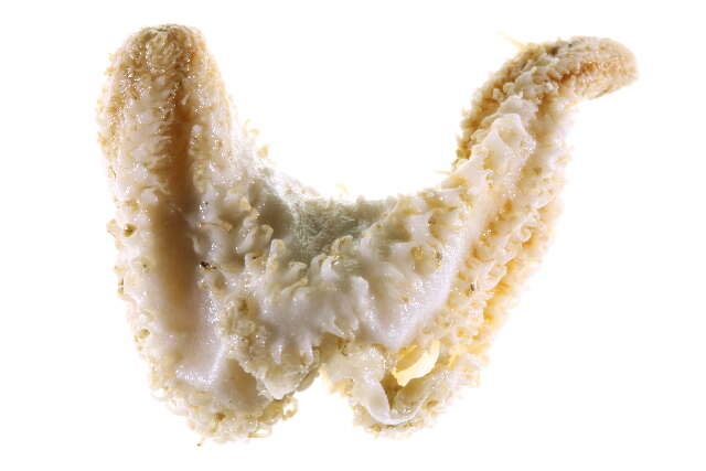 Image of false chalky sea cucumber