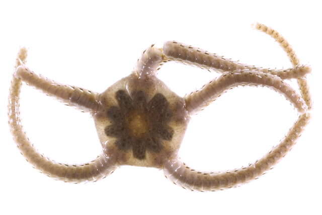 Image of Notched brittle star