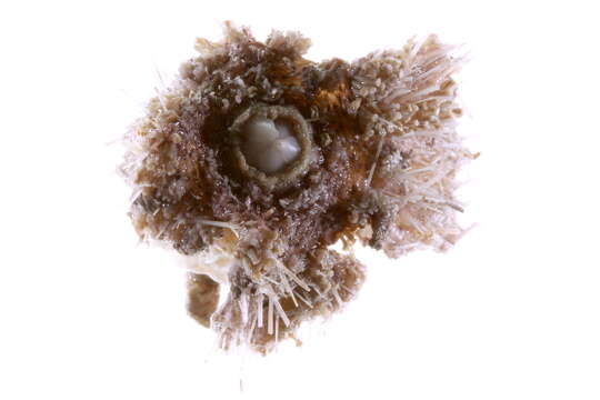 Image of fragile sea urchin