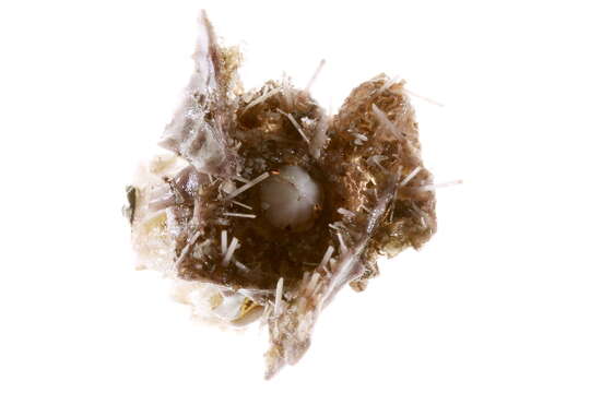 Image of fragile sea urchin