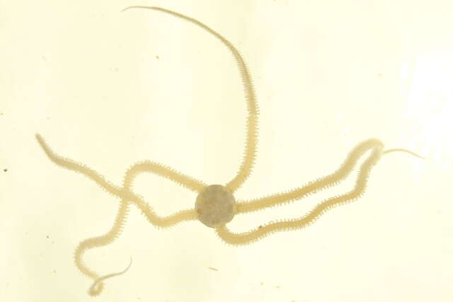 Image de Amphiodia occidentalis (Lyman 1860)