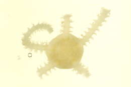 Image of Amphipholis