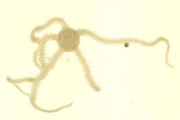 Sivun Amphiodia occidentalis (Lyman 1860) kuva