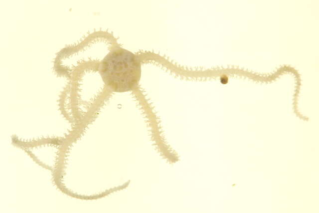 Sivun Amphiodia occidentalis (Lyman 1860) kuva