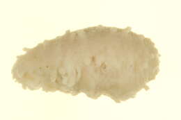 Image of pale sea cucumber