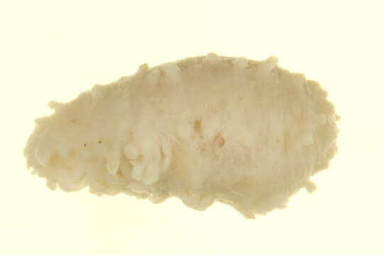 Image of pale sea cucumber