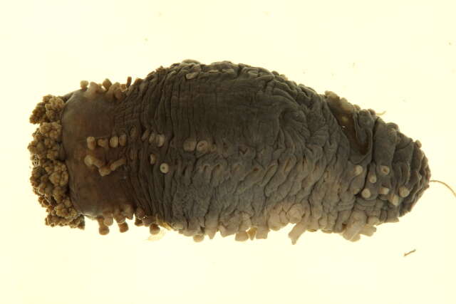 Image of tar spot sea cucumber