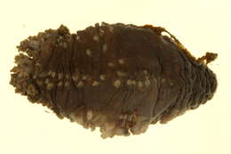 Image of tar spot sea cucumber