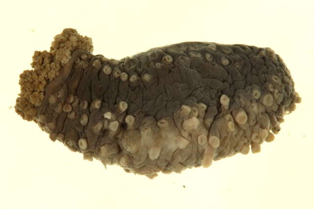 Image of tar spot sea cucumber