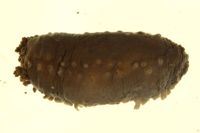 Image of tar spot sea cucumber