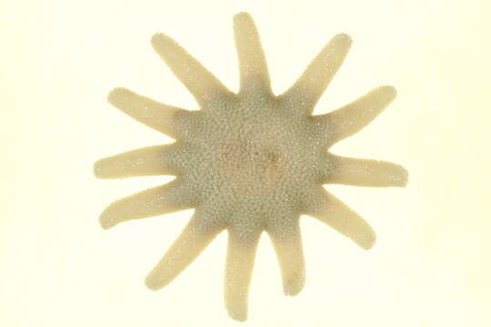 Image of Solaster Forbes 1839