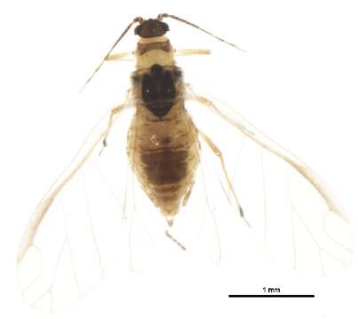 Image of Carrot-willow aphid
