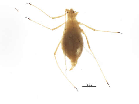 Image of pea aphid