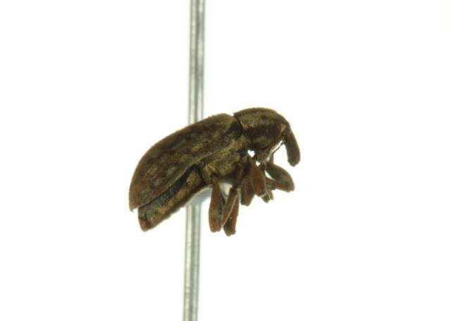 Image of Weevil