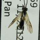 Image of <i>Macrophya flavicoxae</i>