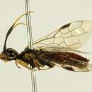 Image of <i>Onycholyda nigritibialis</i>