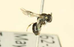 Image of Hylaeus mesillae (Cockerell 1896)