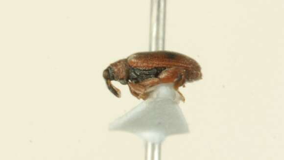 Image of European Elm Flea Weevil