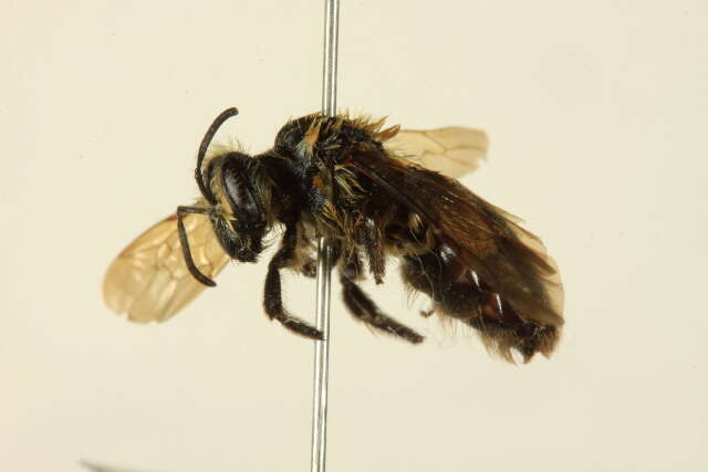 Image of Andrena dunningi Cockerell 1898