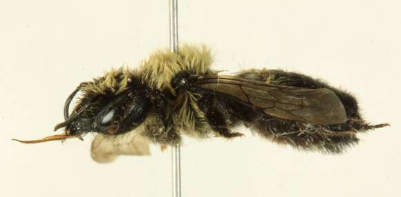 Image of Small-handed Leaf-cutter Bee